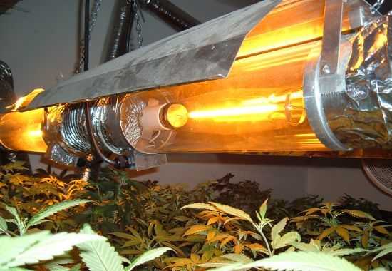 лампы для растений марихуаны